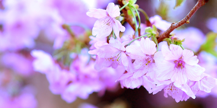 新宿御苑の桜開花情報