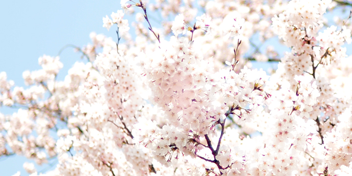 新宿御苑の桜