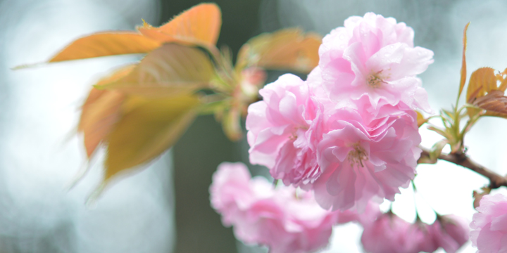 新宿御苑の桜開花情報