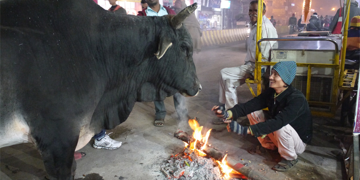 北インド、暖をとるインド人男性を見つめる巨大な水牛。撮影者：荒木大輝