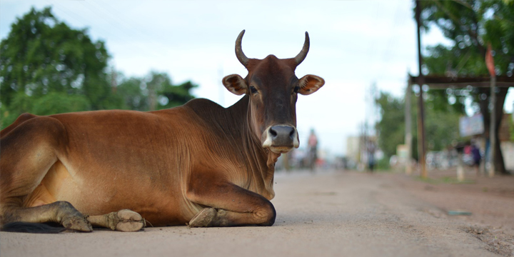 インド・バンガロールの道に鎮座する。威風堂々とした雌牛