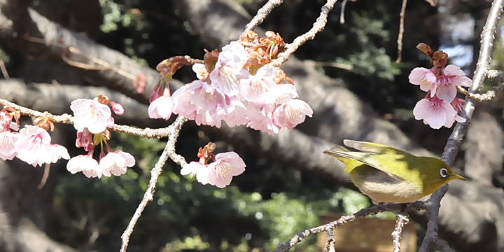 新宿御苑　2016年　寒桜