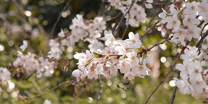 新宿御苑の2016年桜開花情報　～ソメイヨシノが満開～