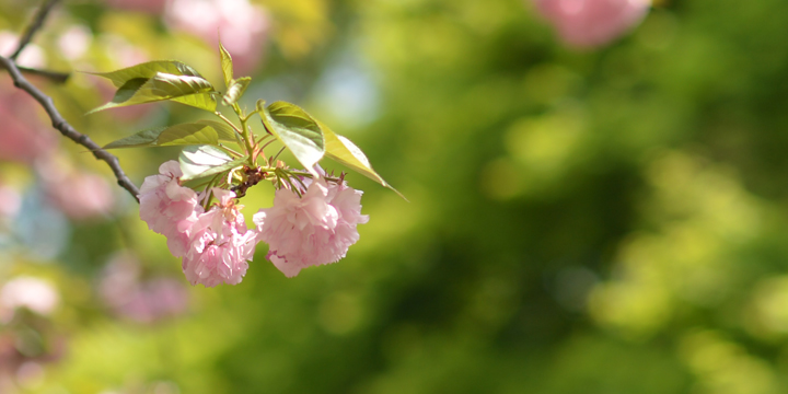 新宿御苑の2016年桜開花情報　～4/19 八重桜が満開～