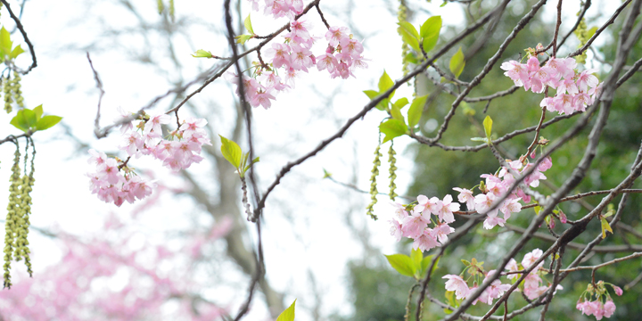 新宿御苑も桜の開花スタート！週末、早めのお花見はいかが？
