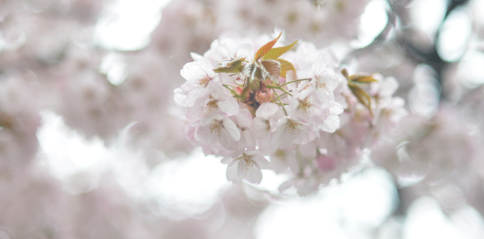 新宿御苑の八重桜