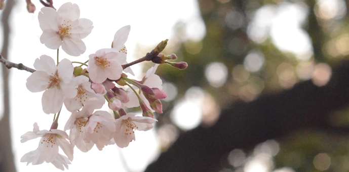 新宿御苑　桜開花情報