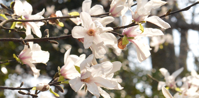 新宿御苑　コブシ