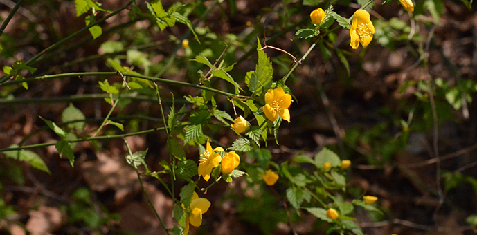 新宿御苑　ヤマブキ