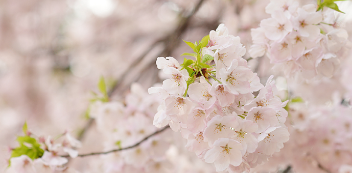 新宿御苑　桜