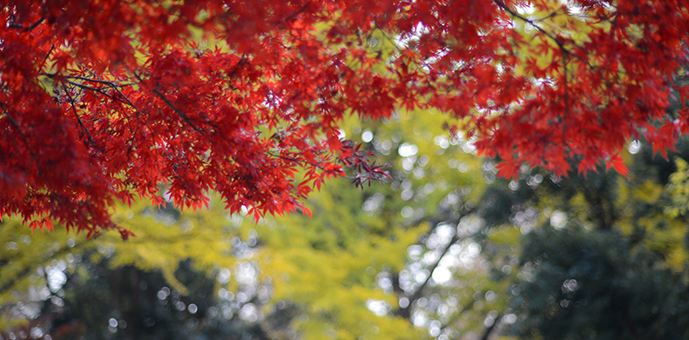 新宿御苑　2016年　紅葉