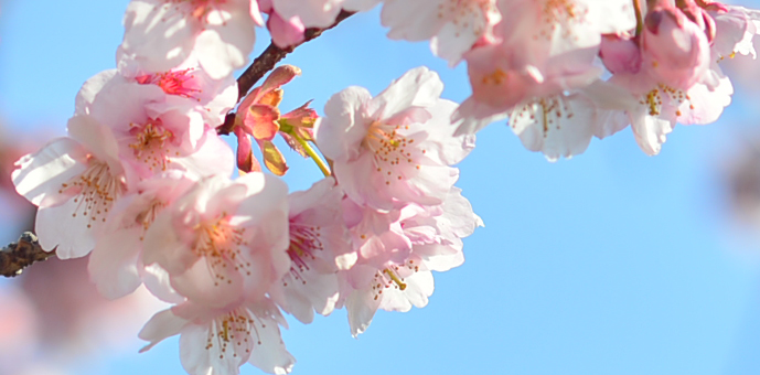 新宿御苑の桜