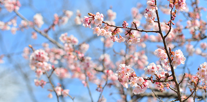 新宿御苑の桜