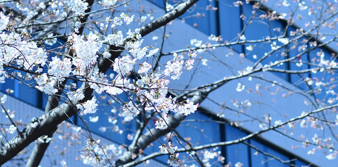 渋谷の桜