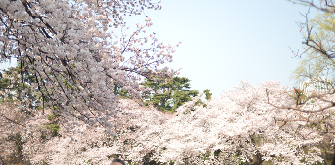 新宿御苑の桜が開花