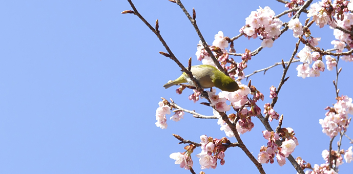 新宿御苑　2016年桜　鶯