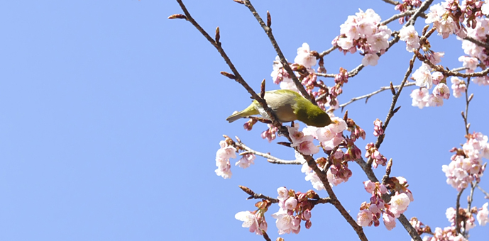 新宿御苑　2016年桜　鶯