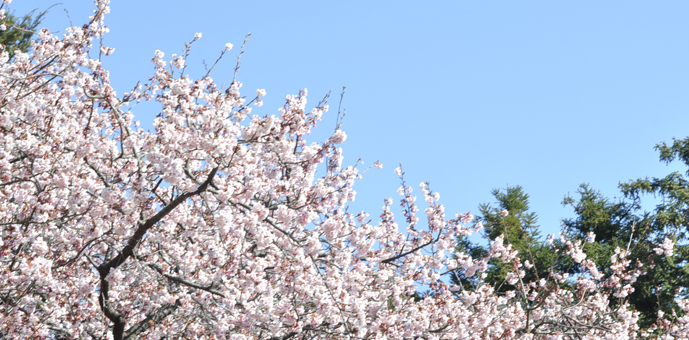 新宿御苑　2016年桜