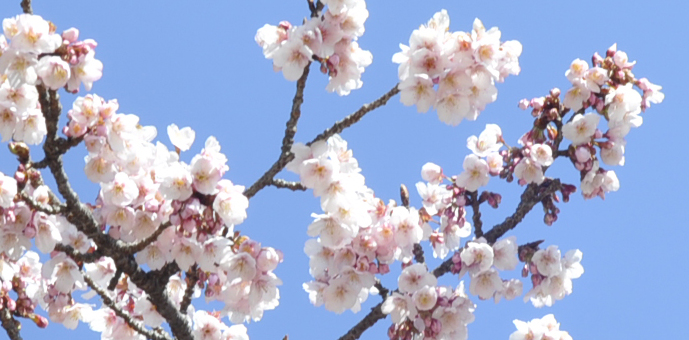 新宿御苑　2016年桜